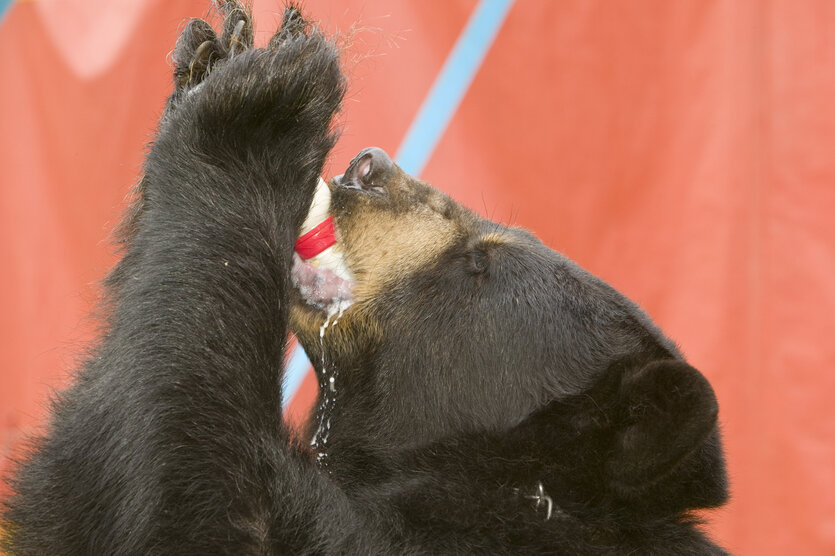 Bär trinkt aus einer Flasche