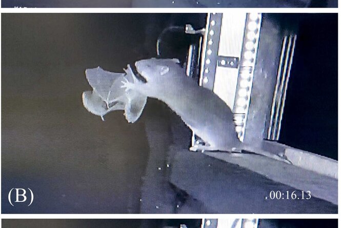 Videostill, wie eine Ratte Fledermäuse fängt