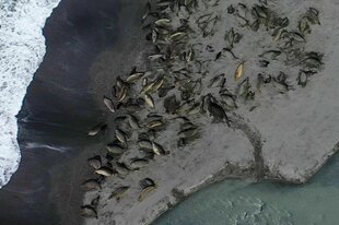 Das vom British Antarctic Survey zur Verfügung gestellte Bild sollen mit Vogelgrippe infizierte Seeelefanten in Südgeorgien zeigen.