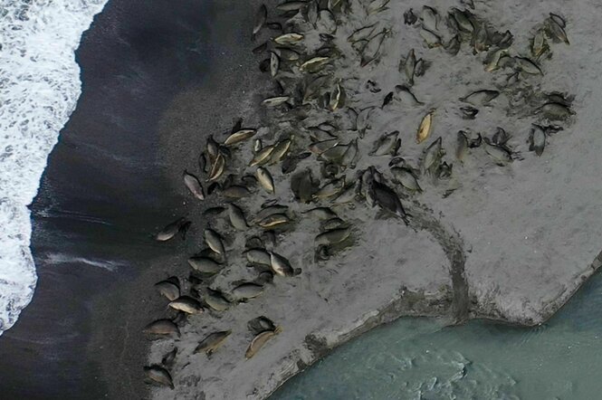 Das vom British Antarctic Survey zur Verfügung gestellte Bild sollen mit Vogelgrippe infizierte Seeelefanten in Südgeorgien zeigen.