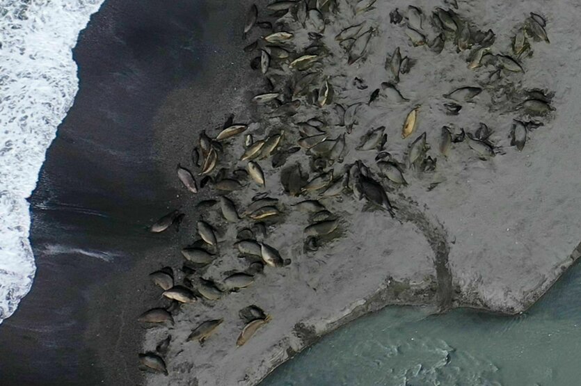 Das vom British Antarctic Survey zur Verfügung gestellte Bild sollen mit Vogelgrippe infizierte Seeelefanten in Südgeorgien zeigen.