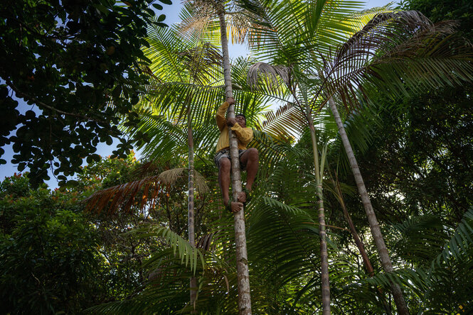 Eine Person klettert einen Baum hoch.