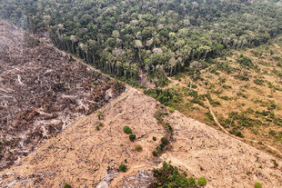 Luftbild von abgeholzten und existierenden Regenwald.