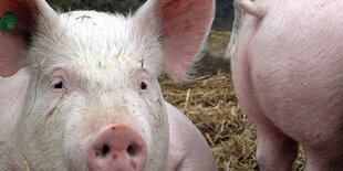 Zwei Schweine stehen im Stall auf Stroh.