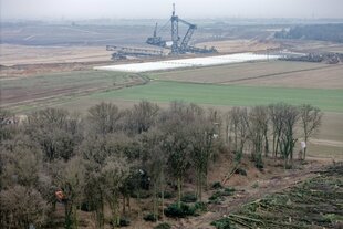 Wenige Bäume vor Tagebau mit riesigem Bagger