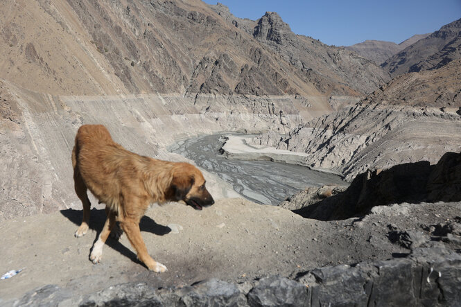 Ein Hund steht an einem leeren Stausee.