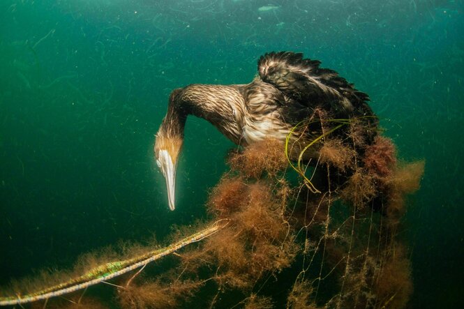 Ein durch Plastikmüll verendeter Kormoran