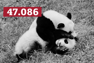 Zwei Pandabären wälzen sich auf einer Wiese.