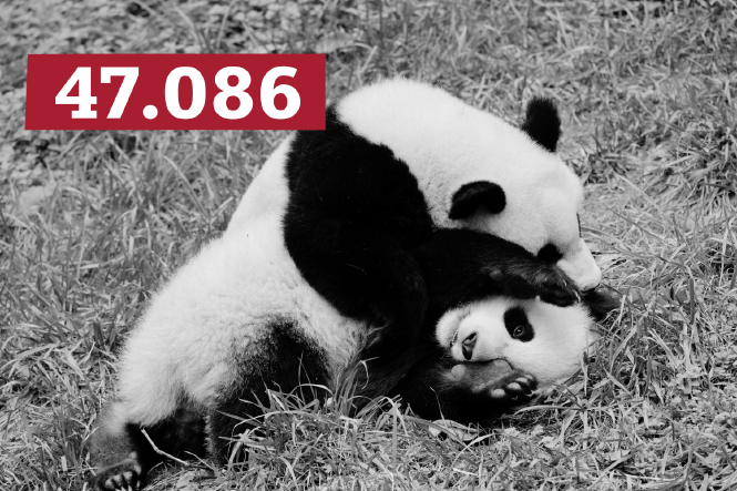 Zwei Pandabären wälzen sich auf einer Wiese.