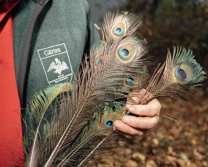 Mirko Wunderlich hält Pfauenfedern