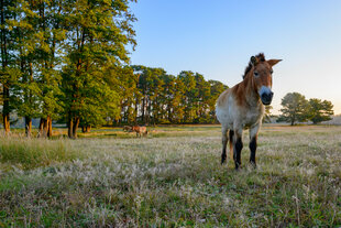 Przewalski-Pferd steht am frühen Morgen auf einer Weide im Wildpark Schorfheide.