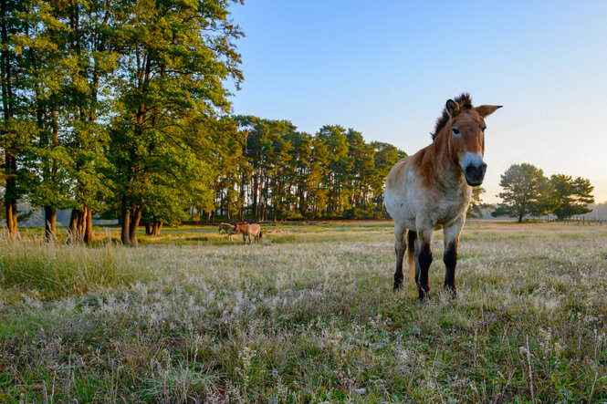 Przewalski-Pferd steht am frühen Morgen auf einer Weide im Wildpark Schorfheide.