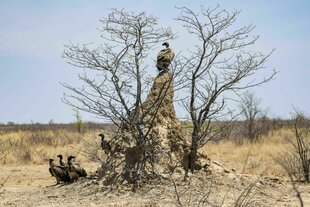 Geier auf Termitenhügel