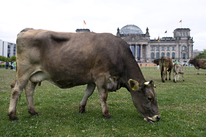 Kühe weiden auf einer Wiese vor dem Reichstag