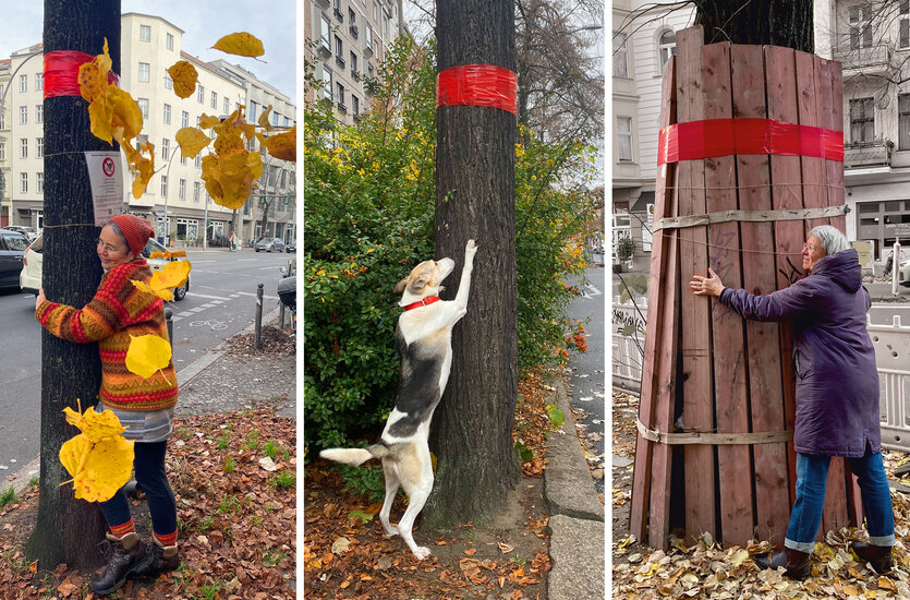 Drei Fotos von zwei Menschen sowie einem Hund, die Bäume umarmen