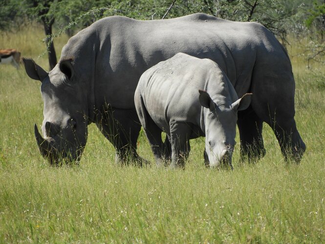 Junges Nashorn mit ausgewachsenem Tier daneben auf einer Wiese