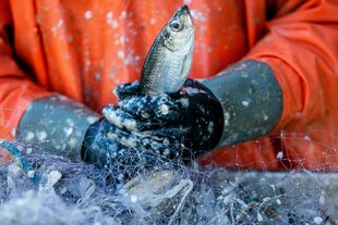 Ein Fischer pult Heringe aus dem Netz.