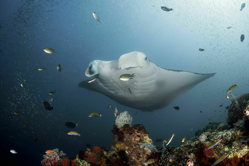 Ein großer Riff-Manta schwimmt mit kleinen Fischen im Meer