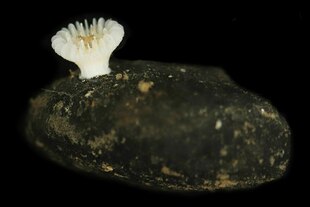 Das Foto zeigt eine neue Steinkorallenart