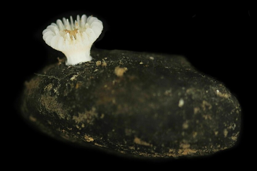 Das Foto zeigt eine neue Steinkorallenart