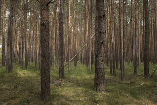 Blick in einen Kiefernforst