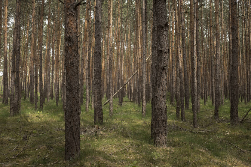 Blick in einen Kiefernforst