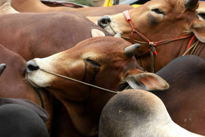 Rinder, die eng zusammenstehen