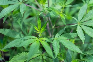 Eine junge Cannabis-Pflanze