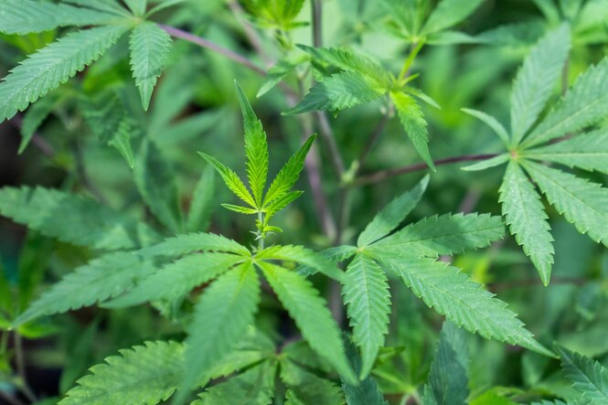 Eine junge Cannabis-Pflanze