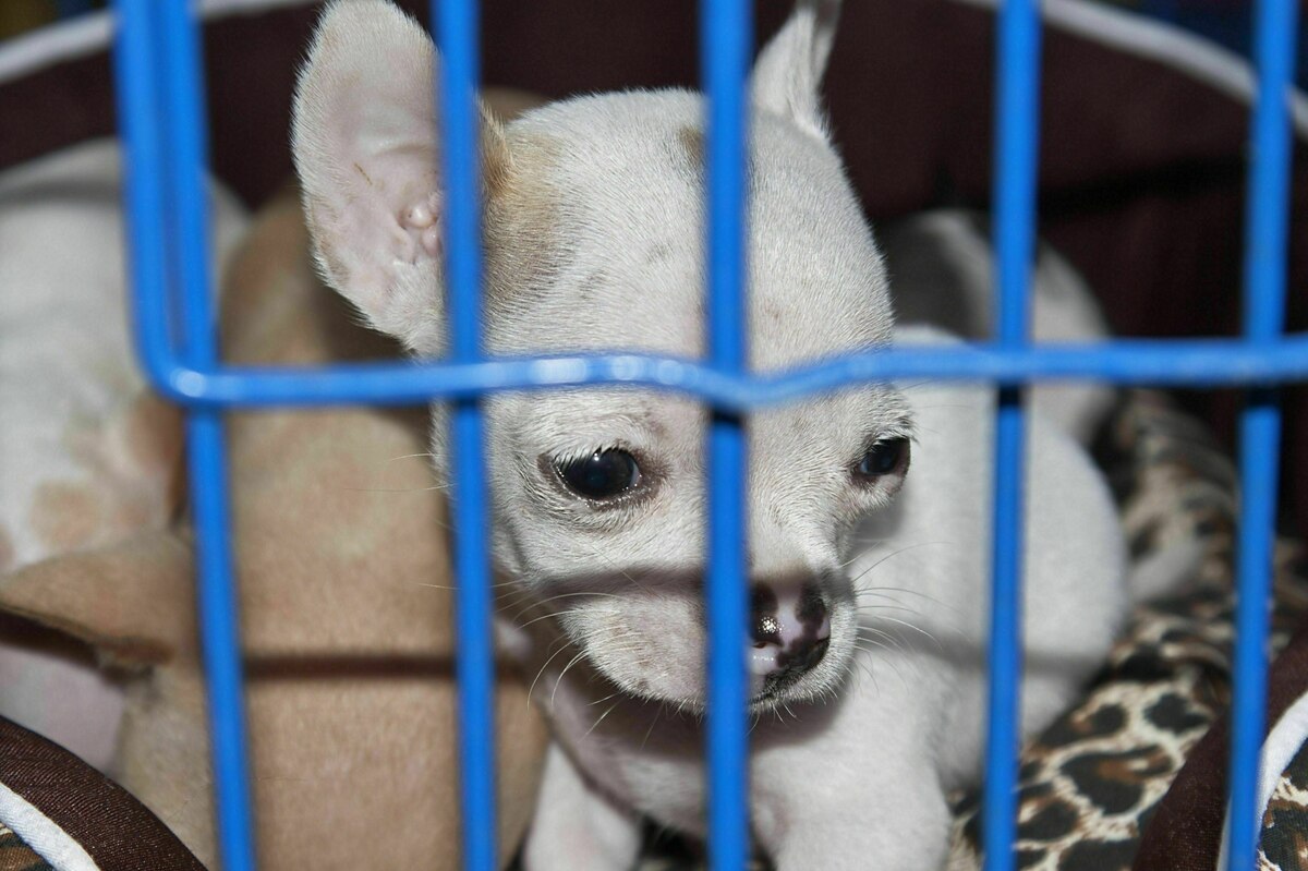 Einigung-in-der-EU-Strengere-Regeln-gegen-illegalen-Tierhandel