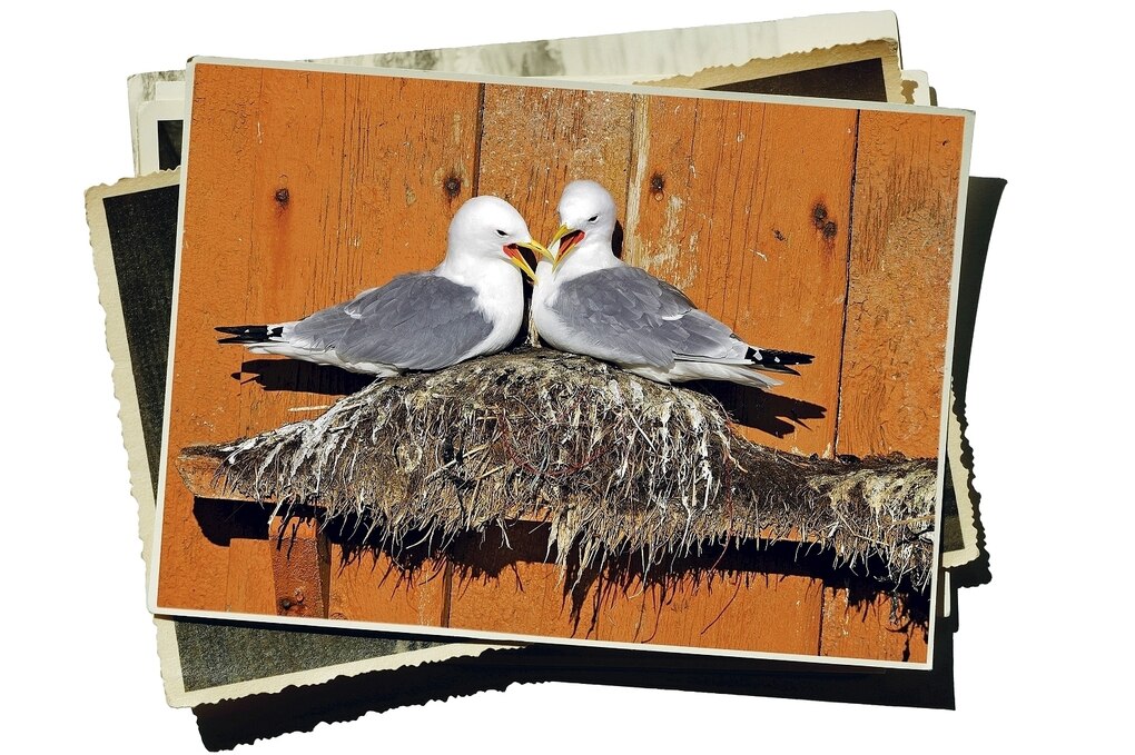 Ein Foto von Zwei Möwen, die auf einem Nest sitzen und schnäbeln