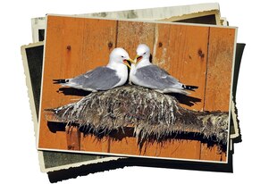 Ein Foto von Zwei Möwen, die auf einem Nest sitzen und schnäbeln