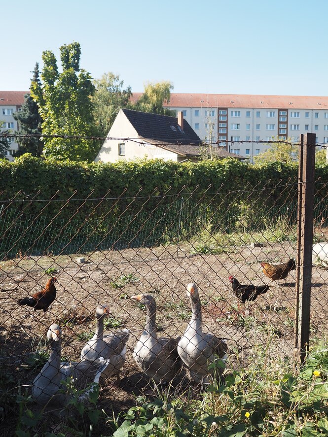 Hühner und Gänse vor Wohnblocks