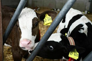 Zwei Kälber im Stall