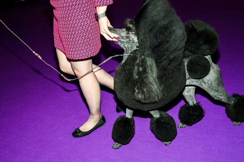 Ein aufwendig frisierter Pudel wird über einen Teppich geführt