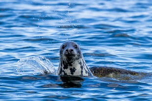 Eine Kegelrobbe im Wasser.
