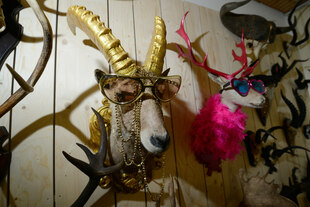 Bunt dekorierte Tierpräparate hängen an einer Wand.