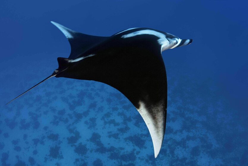 Eine Mantarochen - er ist schwarz und schwimmt über dem Meeresboden