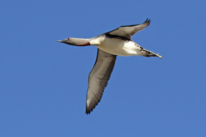 Sterntaucher im Flug am Himmel