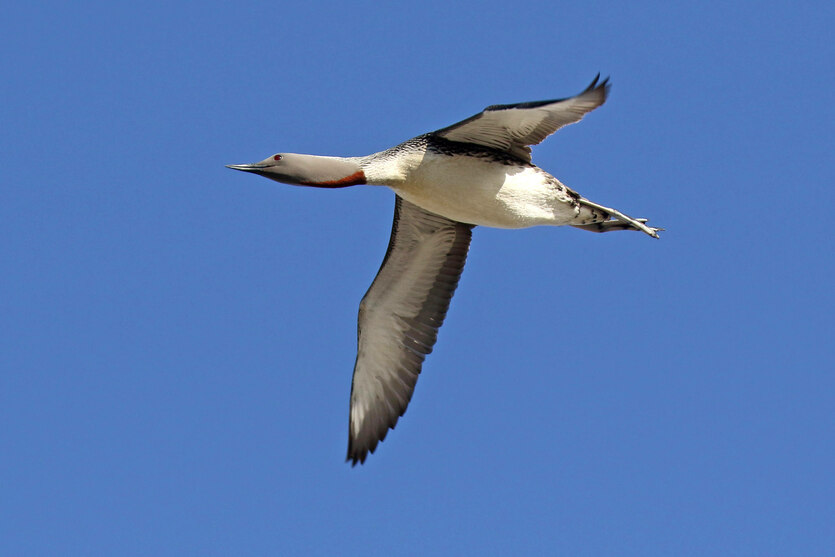 Sterntaucher im Flug am Himmel