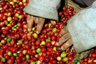 Kinderhände und frisch geerntete Kaffeebohnen