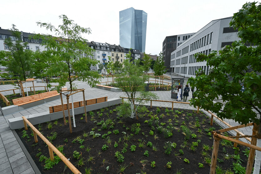 Grünflächen und Bäume auf dem Paul-Arnsberg-Platz im Frankfurter Stadtteil Ostend nach der klimafreundlichen Umgestaltung