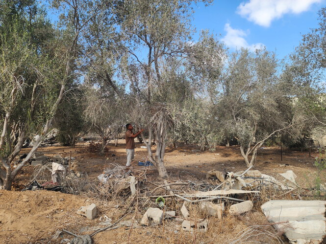 Ayesh Muslih steht zwischen Olivenbäumen, im Vordergrund Trümmer.