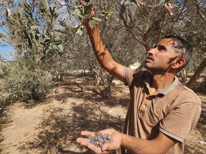 Ayesh Muslih zeigt Oliven auf seinen Händen in die Kamera zwischen Olivenbäumen stehend.