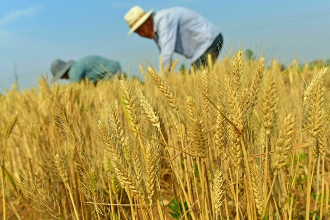 Bauern arbeiten auf einem Weizenfeld