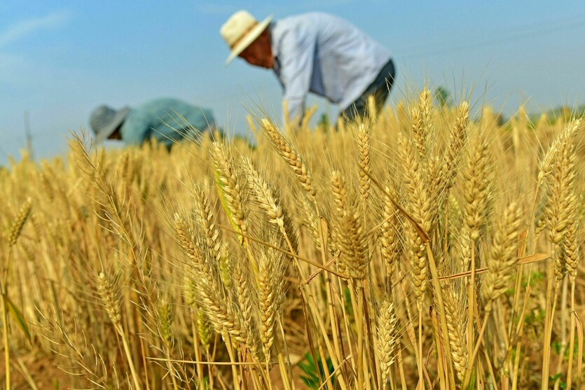 Bauern arbeiten auf einem Weizenfeld
