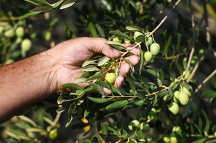 Eine Hand hält einen Ast eines Olivenbaums