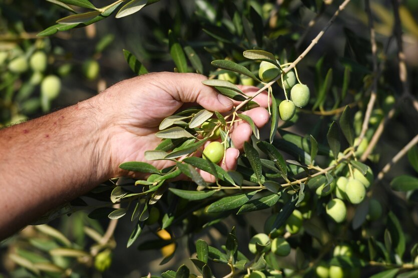 Eine Hand hält einen Ast eines Olivenbaums
