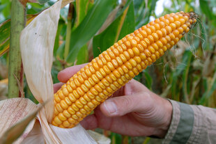 Ein Maiskolben