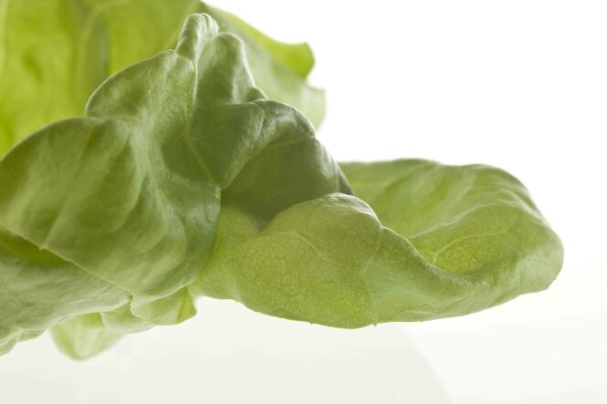 Ein grünes Salatblatt